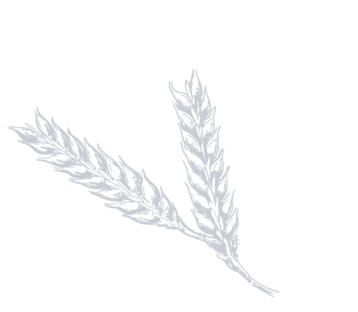 41_Grain_(1)-Scheuer